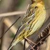Bobolink